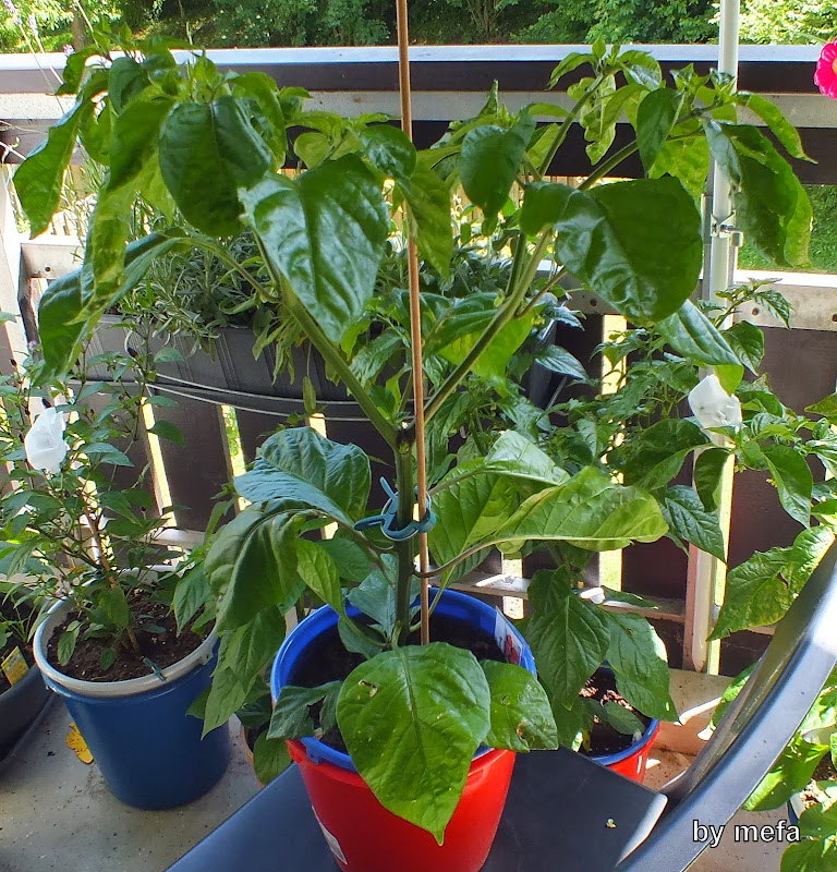 DSCF3693.JPG