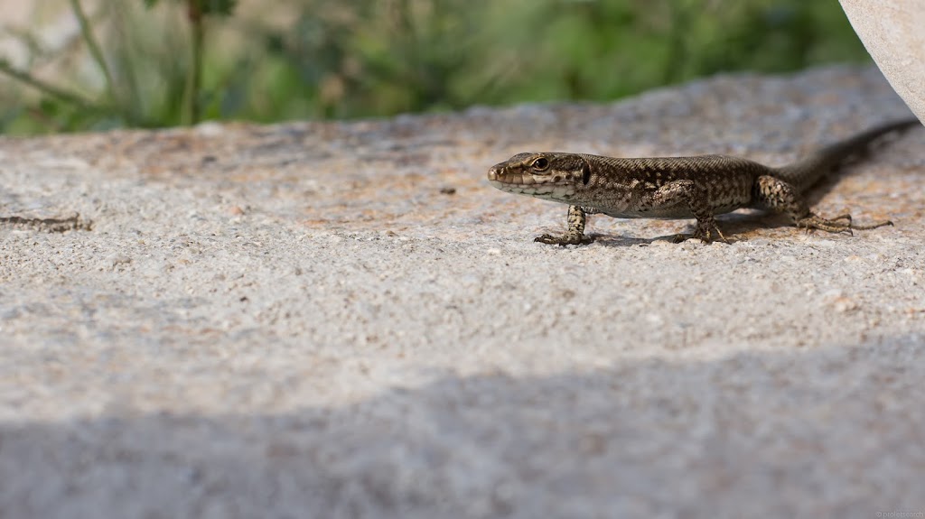 IMAGE: https://lh6.googleusercontent.com/-pwiYAjvL7F0/UfLGKeMCruI/AAAAAAAAFlM/4p2UDPRmOzo/s1024/IMG_6791-w.jpg