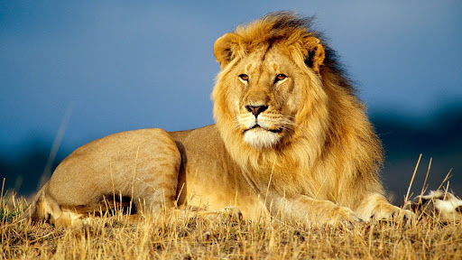 African Lion King.jpg