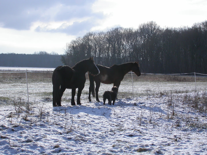 Concours Photos Décembre : Le Cheval et la Neige DSCN3632