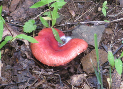 red mushroom cap growing mold