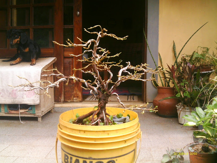 Outro  Ficus Microcarpa... IMAG0045