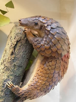 Is Pangolin one of the strange animals of Africa?