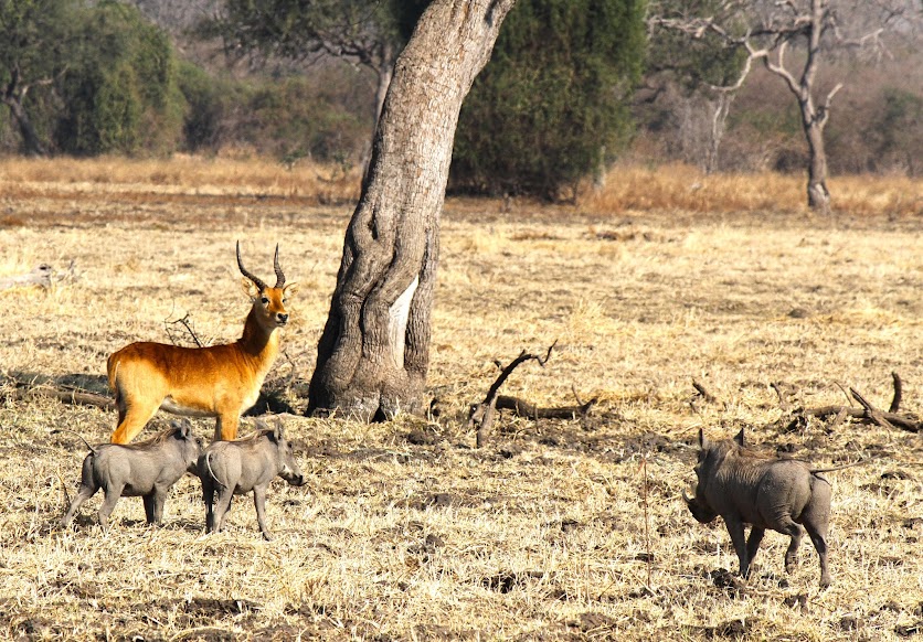 Fazer um SAFARI no Parque Nacional de SOUTH LUANGWA (o melhor de África) | Zâmbia