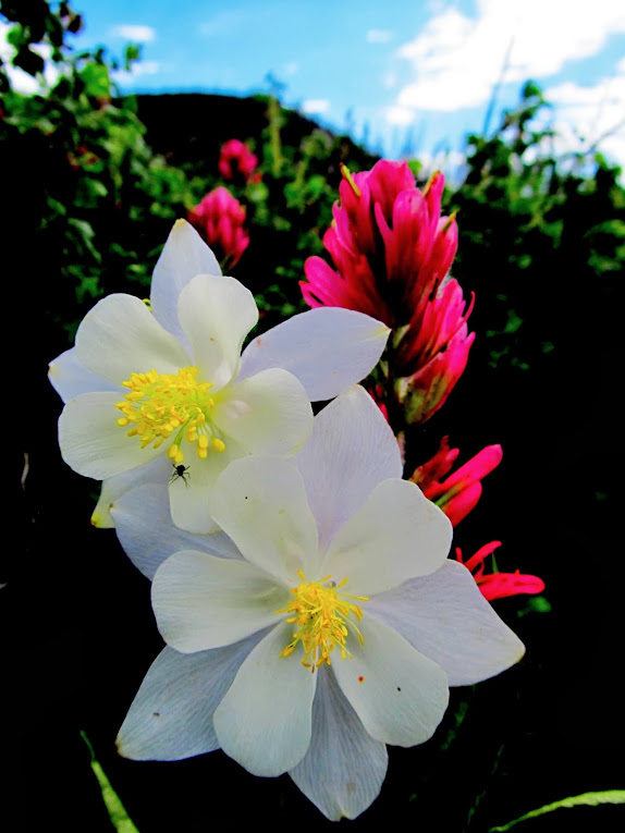 Columbine and Paintbrush