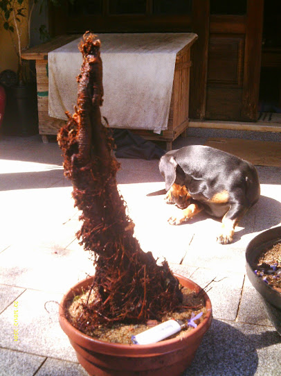 Ficus Pumila-Era Unha de Gato Vindas do Ferrari... IMAG0031