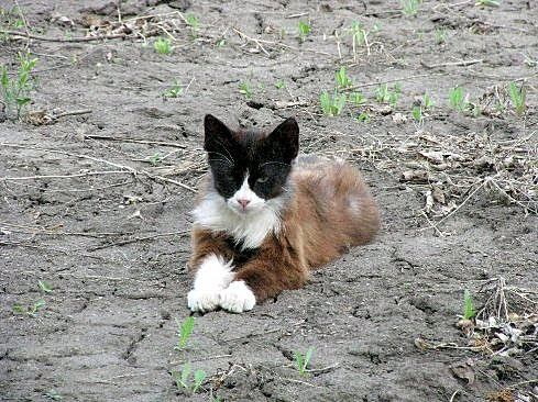 Кошечка