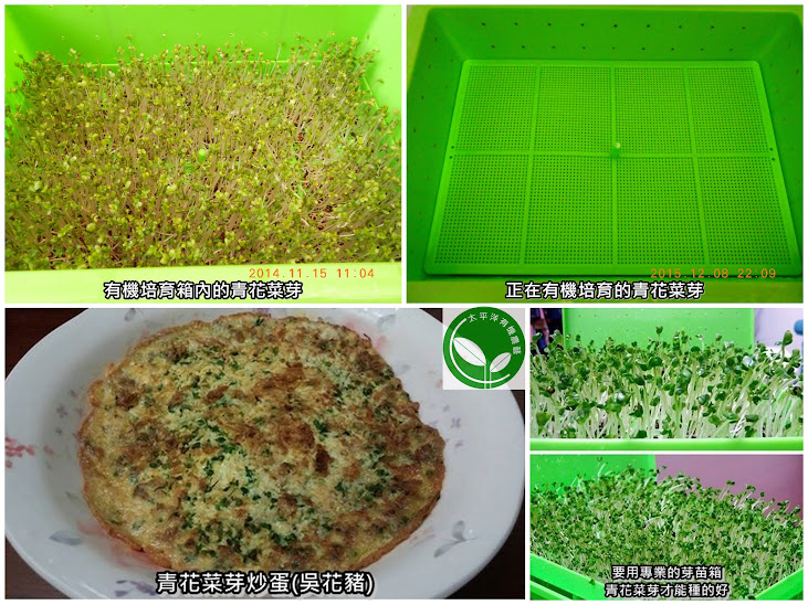 炒青花菜 青花菜芽 食譜分享 青花菜芽炒蛋 青花菜變黃 西蘭花 青花椰苗 青花菜食譜 青花菜筍 綠花椰菜食譜 炒綠花椰菜食譜 綠花椰菜料理食譜 涼拌綠花椰菜 青花椰苗 青花椰苗