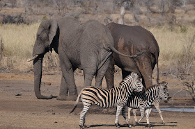 Wildlife Photos of Elephant