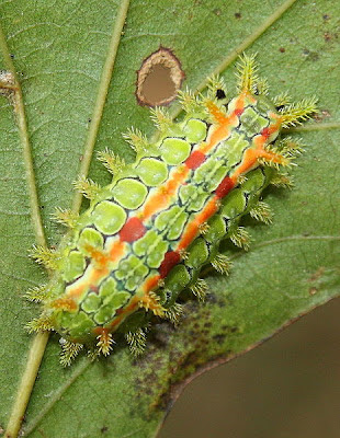 Spinny Oak Slug Caterpillar