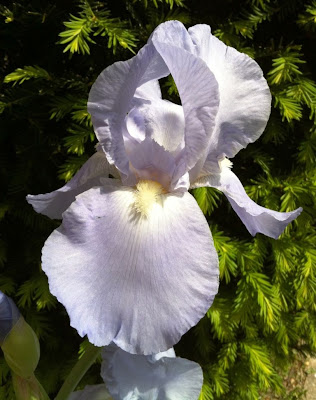 iris