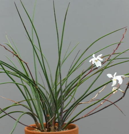 Растения из Тюмени. Краткий обзор - Страница 4 Holcoglossum_subulifolium02