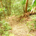 Forested track near the Gap Creek Falls in the Watagans (323753)