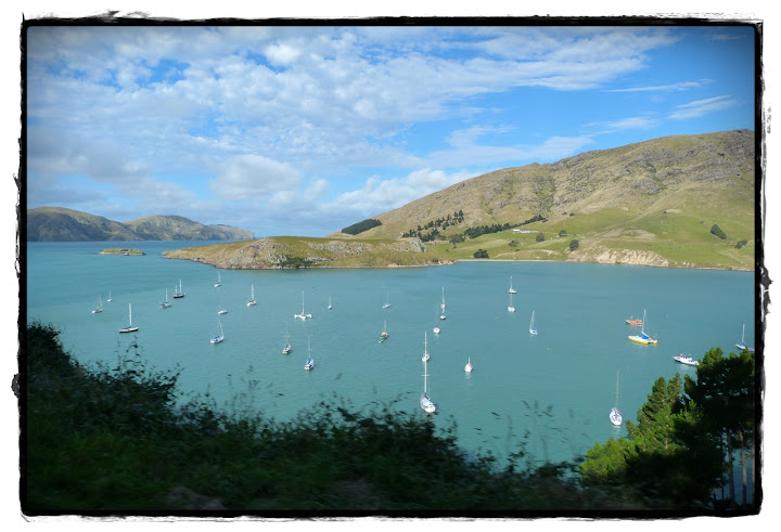 Te Wai Pounamu, verde y azul (Nueva Zelanda isla Sur) - Blogs de Nueva Zelanda - Christchurch y Akaroa (7)