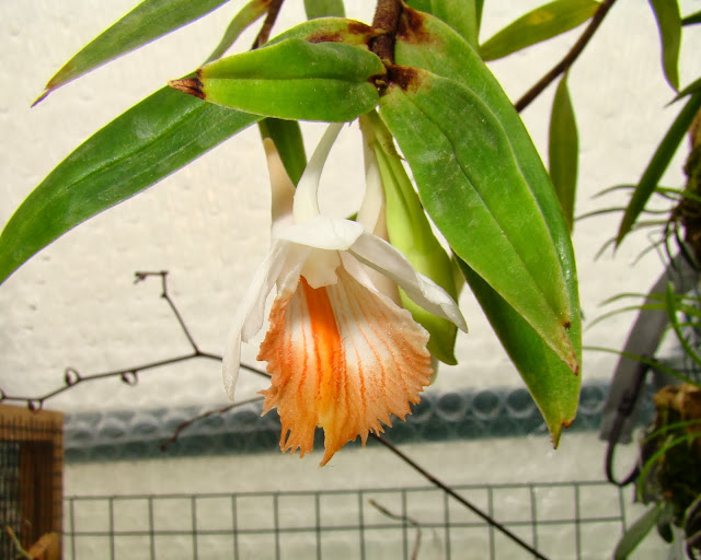 Dendrobium chapaense DSC00255