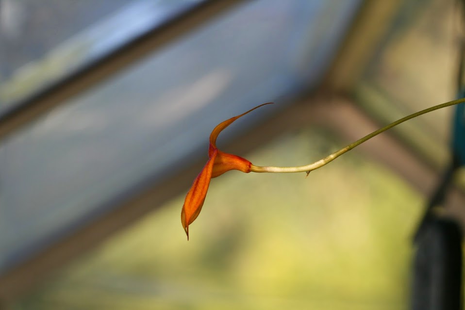 Masdevallia veitchiana x Masdevallia davisii IMG_2089