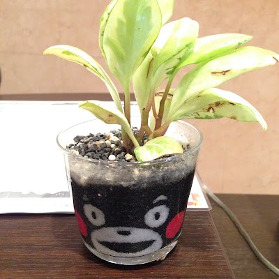 Photos of Mitsui Garden Hotel Kumamoto