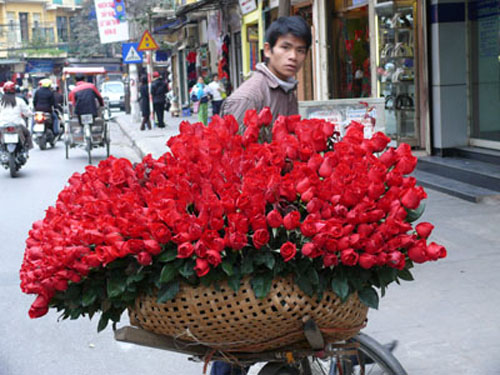 Hoa hồng Hoa hồng