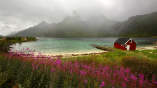 Wildflowers, Lofoten, Norway.jpg