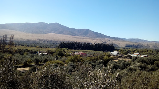 Aceitunas Sajadas, C-458 499, Huasco, III Región, Chile, Tienda de alimentos | Atacama