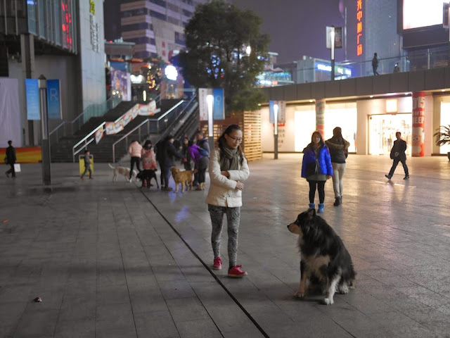 dog sitting in a plaza with several other dogs in the background