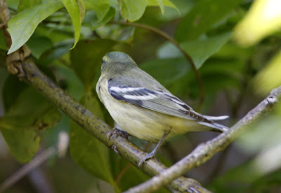 David McDonald Photography: Bulletin #132 - Upper Texas Coast Warbler ...