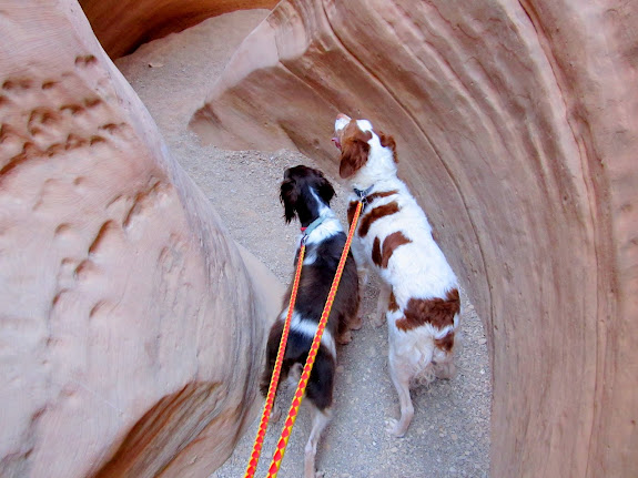 Boulder and Torrey in Little Wild Horse Canyon