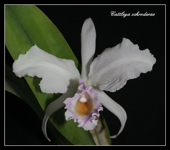 Cattleya schroederae Orchid%25C3%25A9es%2520034b%2520%2528Large%2529