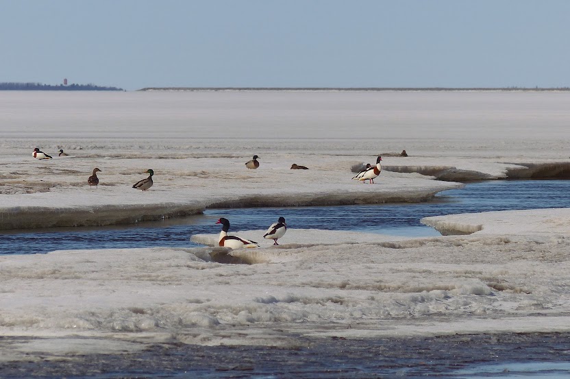 canards%2Btadorne%2Bkempeleenlahti%2Bmyllyoja%2B219.JPG