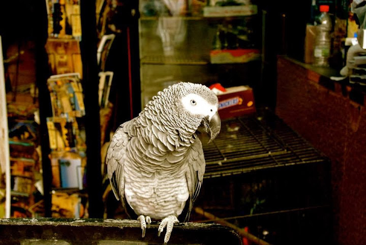 A parrot in Jerusalem's Old City