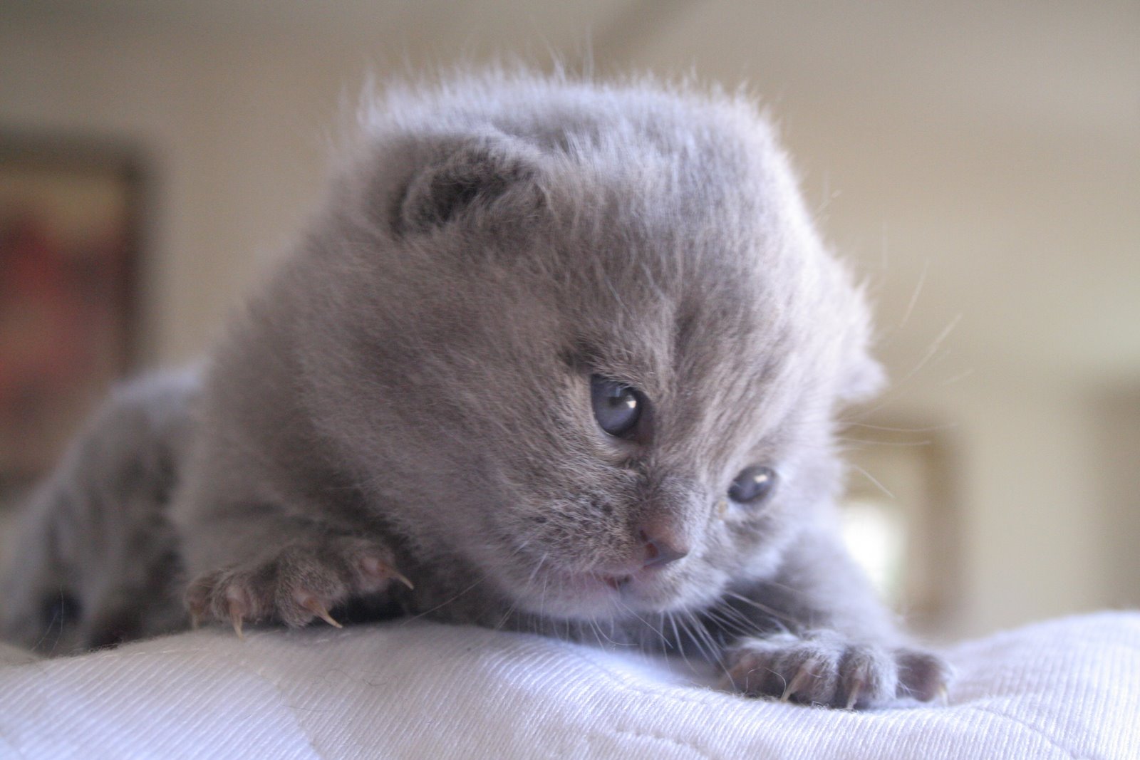 Pointless Cute Kitten Thread IMG_4325-796180
