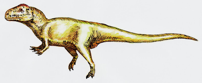 Große Theropoden - Seite 3 Carcharodontosaurus_iguidensis