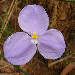 Patersonia Lily (Patersonia sericea) north of Galston Gorge (327857)