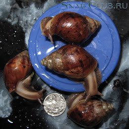 Achatina glutinosa Glubabies8