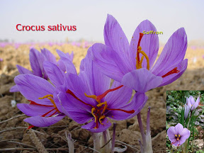 crocus-sativus.jpg