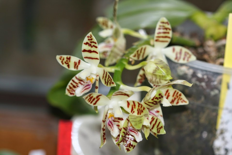 Phalaenopsis sumatrana IMG_2339