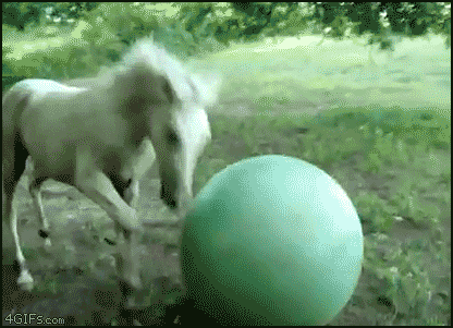 silly-horse-playing-around-with-ball.gif