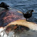 Giant Southern Petrels feeding on dead whale (unidentified)