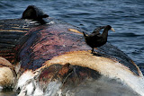 Giant Southern Petrels feeding on dead whale (unidentified)