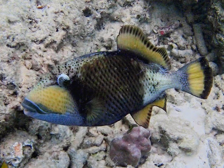 Balistoides viridescens (Titan Triggerfish), Entatula Island Beach Club reef, Palawan, Philippines.
