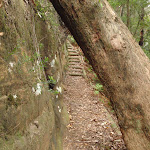 Passing under tree on the Guringai Walk (227722)