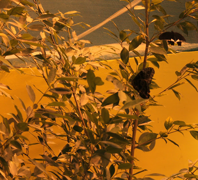 Дом бабочек и чуть-чуть ВВЦ. Москва. октябрь 2011