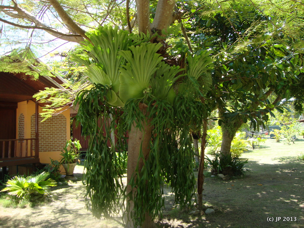 JP%2520SW%2520Samui%2520%2520Oct%25209%252C%25202554%2520BE%252012-39%2520PM.JPG