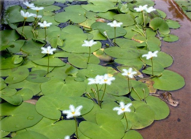 Болотноцветник индийский (Nymphoides indica)