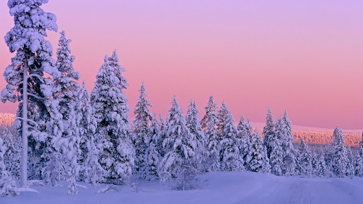 Snow-Covered Forest at Sunset, Lapland, Finland.jpg