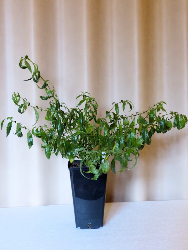 P1000256Lanceolatum.jpg