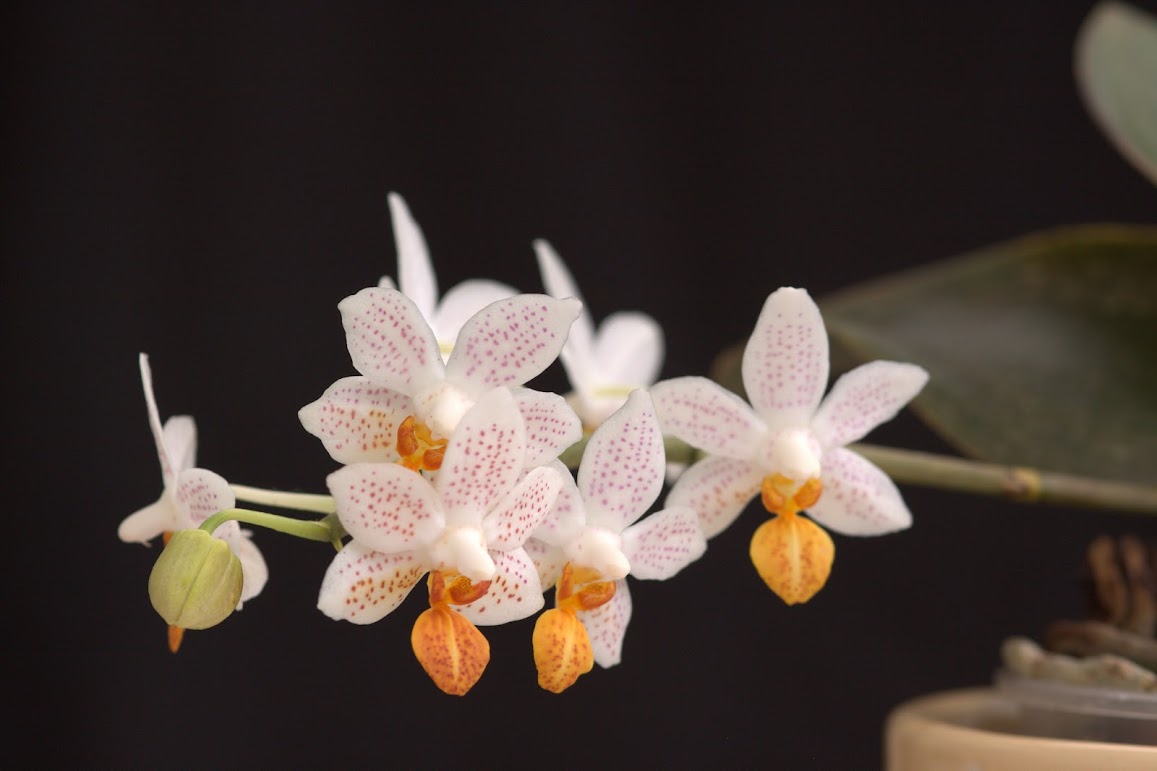 Phalaenopsis Mini Mark IMG_3623