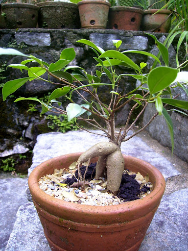 Ficus Ginseng... PA130012