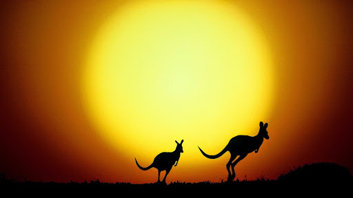 The Kangaroo Hop, Australia.jpg