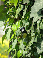 Flora en Fauna - Koolmees 2.JPG